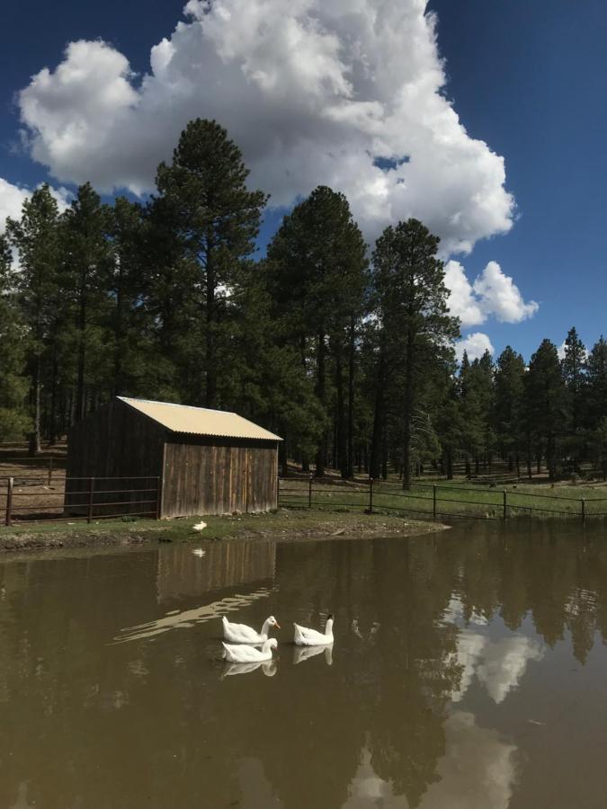 Grand Canyon 1Bd Loft/Suite-Horseback Riding-Shooting-Dogs Ok! Parks Extérieur photo
